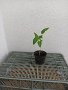 Sadzonki pomidorów i papryki 