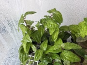 Piper retribousa – Terrarium Paludarium