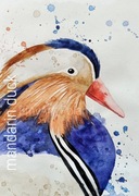 fotoobraz 60x40 wydruk z akwareli ,Mandarin duck,