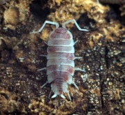 10szt Porcellionides pruinosus red koi isopody ekipa sprzątająca