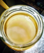 Grzybek kambucha 8-11 cm plus starter