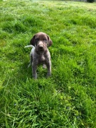 Wyżeł Niemiecki Krótkowłosy "Borkin" szczeniak ur. 09.03.2026