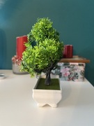 Drzewko bonsai zielone