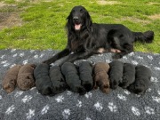 Flat Coated Retriever FCI 