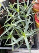 Aloes drzewiasty