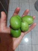 ORZECHY WŁOSKIE ZIELONE 