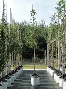 Jabłoń 'Ola' - Cf20 - 200/250 cm 