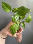 Epipremnum Jungle Star ( Marble Green )