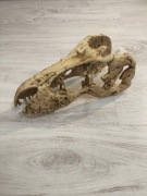 Czaszka Tyranozaur unikat duża Czacha Dinozaur szkielet 