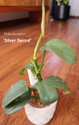 Philodendron 'Silver Sword' 