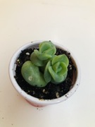 Graptoveria *Lovely Rose* RÓŻA 