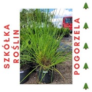 Trawa Rozplenica RED lub BLACK czerwona, czarna PROMOCJA!! DUŻA sadzonka!!!