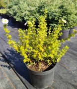 Pięciornik krzewiasty Daydawn Dasiphora fruticosa 