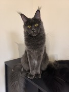 Maine Coon Koty FPL 