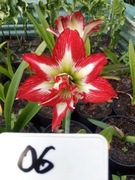 Zwartnica, Amarylis nr 06 obwód 18+cm