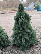 Choinka z jodły nobilis 