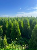 Tuje szmaragd. Piękne, tanie prosto z gruntu. 1,5-2 m wysokości  Błonie