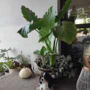 Alocasia macrorhiza big form wyjątkowy okaz