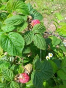 Sadzonka maliny GLEN