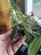 Hoya lyi drobne, włochate listki ukorzenione 