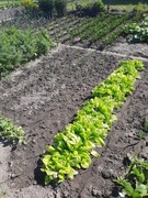 Nasiona kolekcjonerskie Por Blizzard 