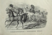 Karl J. Brodtmann - Konie Węgierskie - 1827