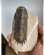 Trylobit kamien matka matrix skamienialosc