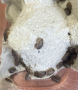 Karaczan argentyński wylęg do 1 cm cm 5 szt hydrożel gratis Dubia