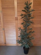 Sztuczne drzewko, choinka, IKEA