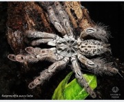 Heteroscodra maculata