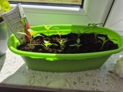 Zestaw 9szt sadzonek papryki cornato ditoro