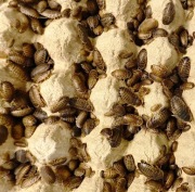 Dubia 2-3cm 200szt + POKARM I HYDROŻEL GRATIS! Karaczany Argentyńskie! 