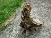 Stary korzeń, drewno