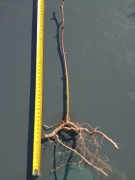 Jeżyna Bezkolocowa NAVAHO – Słodka, Plenna i Łatwa w Uprawie.