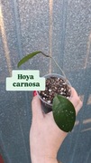 Hoya hoja carnosa sadzonka nadwyżka własna 