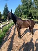 Wałach wielkopolski skarogniady