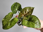 Syngonium Green Rooibos kolekcjonerskie hydroponika