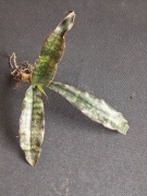 Sansevieria kirkii var.pulchra 'Coppertone'