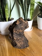 Korzeń do akwarium lub terrarium