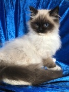 Kocięta Ragdoll z rodowodem FPL 