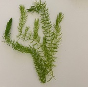 Rogatek sztywny do akwarium