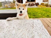 Akita Inu czerwony