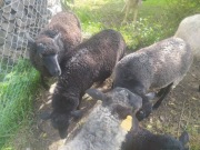 Owce wrzosówki 8 miesieczne  tel. 602521143