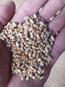 Pszenica,  rok po centrali 