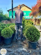 Taxus baccata, Cis pospolity, kula, średnica: 35-40, 55-60, 80-90cm