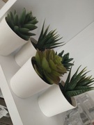 Sukulenty dekoracyjne w doniczkach