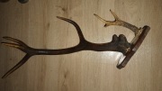Sprzedam róg jelenia na des