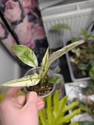 Skrzydłokwiat spathiphyllum city of angels mała sadzonka 