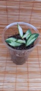 Hoya lacunosa souma ( ukorzeniona)