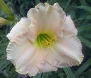 Liliowiec Lullaby Baby